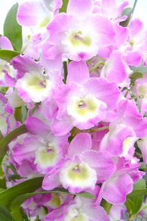 Nobile Dendrobium Fizz Luna Orchid