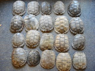  20 Common Snapping Turtle Shells