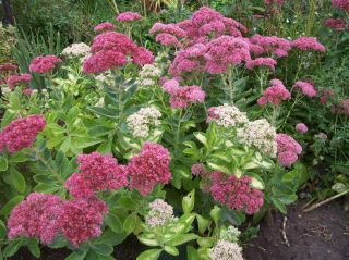  Plant Autumn Delight Sedum Stonecrop Butterfly and Bee Flower