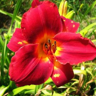 Rahotep Red DAYLILY DF Live Plants Perennial Flowers