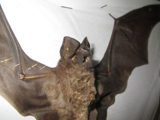 Taxidermy GoThiC 1 spread javan bat Otomops formosus Java Is m071