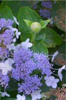 Blue Bunny Hydrangea Shrub Flowering Shrub