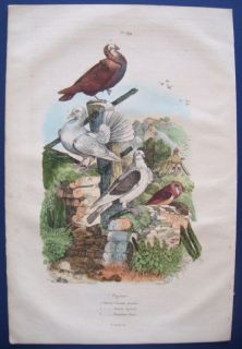 1839 Guerin Antique Bird Print Pigeon Cravatte Nonain