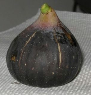  Live Plant Black Madeira Fig Tree