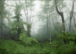 Alexander Volkov Returning Home Forest Tree Landscape