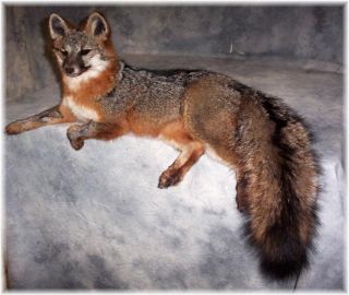 Beautiful Grey Fox Taxidermy Mount Wildlife Art