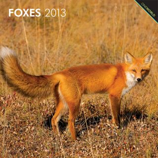Foxes 2013 Wall Calendar