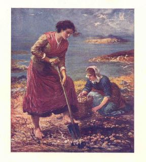 Ireland 1912 Women Digging Potatoes Farming Donegal Old Vintage Print