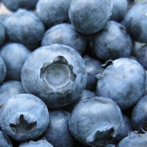 Freeze Dried Blueberries Emergency Survival 1 10 Can