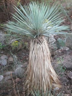Yucca Thompsoniana 3 Foot Trunk Live Tree Cold Hardy