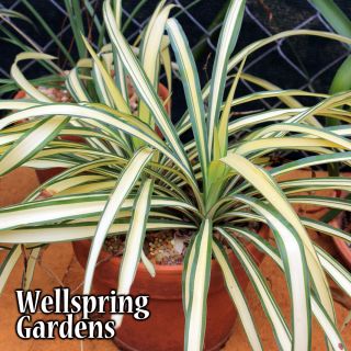 Yucca Silver Star Live Plant
