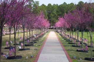 Cherry Trees In Bloom At Fort Stewart Planted For Those Who Gave All