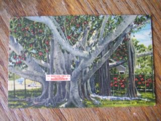 Banyan Tree Thomas Edison ft Myers Florida Postcard