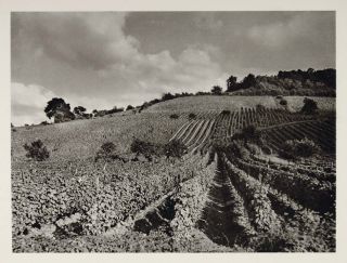1927 Vineyards Vignobles Wine Bordeaux France Print Original