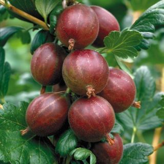 Jahns Prairie Gooseberry Plant Large Size High Quality Fruit Zones 4 8