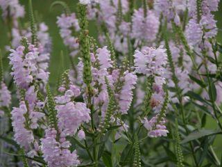 Obedient Plant Lavender flowers Perennial zone 3 9 / 8 plants