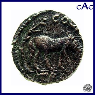 CAC Gallienus Troas Alexandreia AE18 Horse Beneath Tree CA 260 268 Ad