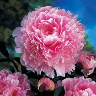 Peony Root Sarah Bernhardt Double ORDER NOW for FALL PLANTING