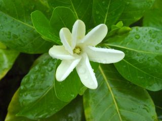 supply this auction is for one tiare plant gardenia taitensis