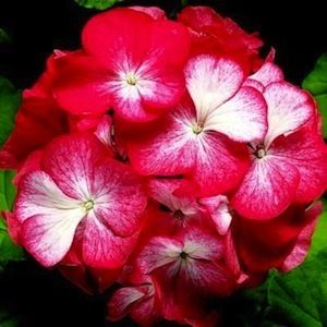 ª˜¨¨ Geranium Bicolor Red and White 10 Seeds AL1985SC