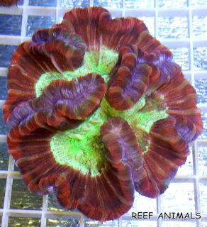 ULTRA WELLSOPHYLLIA BRAIN Trachyphyllia radiata wysiwyg Live Coral LPS