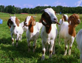 Raising Goats Nursery Sheep 35 Books CD How to Pollen Hydroponics