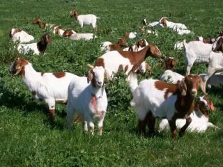 Goat Husbandry Meat Goats 30 Books CD Livestock Food Dairy BOER