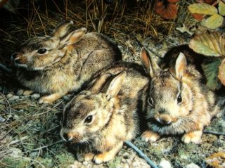 Carl Brenders Woodland Friends 3 Baby Rabbits SHY EXPLORERS Plate +COA