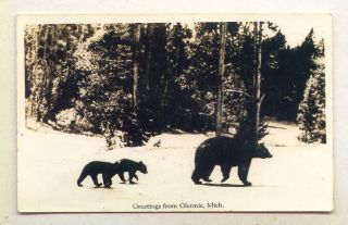Bear with Cubs Greetings from Glennie Michigan Real Photo B W