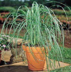  Compatible Singles Lemon Grass Seeds Combo Shipping Offered