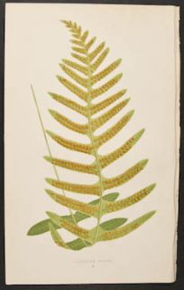Lowe Polypodium Vulgare 6 1867 Ferns British and Exotic