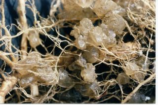 50 lb Box Soil Moist Granular Water Reducing Crystals