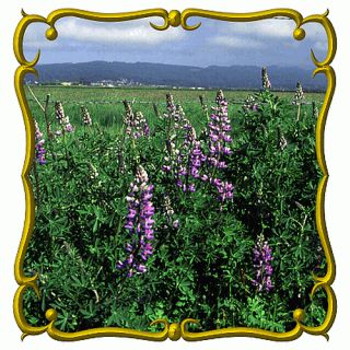 Riverbank Lupine Jumbo Wildflower Seed Packet 100