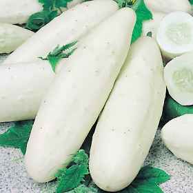 Cucumber White Wonder Seeds