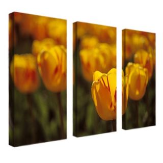 Trademark Global Tulips on Fire by Kurt Shaffer, Canvas Art  (Set of 3