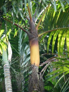 Spectacular Pinanga Caesia Extremely Colorful Live Palm