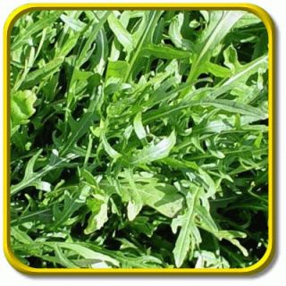  your herb garden and use its greens to add spicy non bitter flavor to