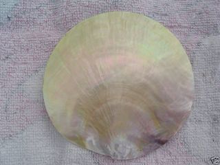  4in Mother of Pearl Plate Sea Shell Gold Lip Shells