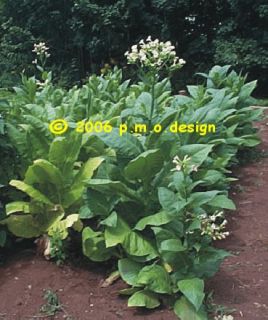Orinoco Tobacco Seed Kit Grow Your Own Pipe Tobacco