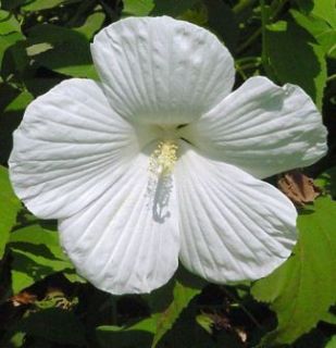 Hibiscus Blue River Pure White Hardy 1 Plant