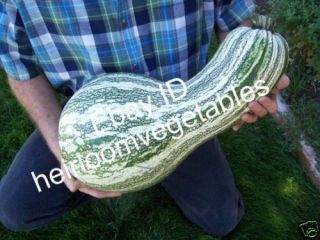  Striped Cushaw Winter Squash Seeds Heirloom Same Day Shipping