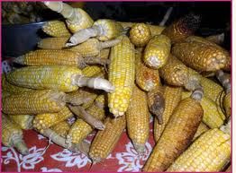 50 Sweet Corn Seeds Heirloom Non Hybrid Non GMO Hickory King Large