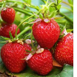 25 Honeoye Strawberry Plants Crowns Roots Fruit Bare Root Home Garden