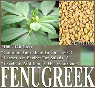 Fenugreek Herb Garden Seeds for Curry Powder Dishes