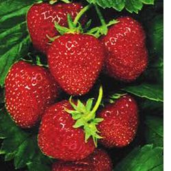 25 Herriot Strawberry Plants Crowns Roots Fruit Bare Root Home Garden