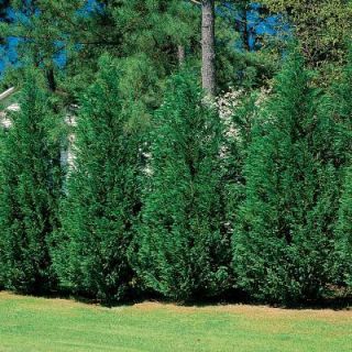 PG Leyland Cypress Hedge or Screen Actual Picture of Plant Nice Start