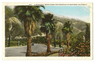 Vintage View Postcard Car Auto Palm Trees Road Foothills Southern