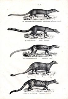 1840 SCHINZ Honegger Lithograph Mongooses