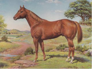 AQHA Ideal American Quarter Horse Horse Postcard Artist Signed Orren