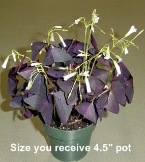 RARE Purple Rain Shamrock Plant Easy Houseplant Oxalis 4 Pot